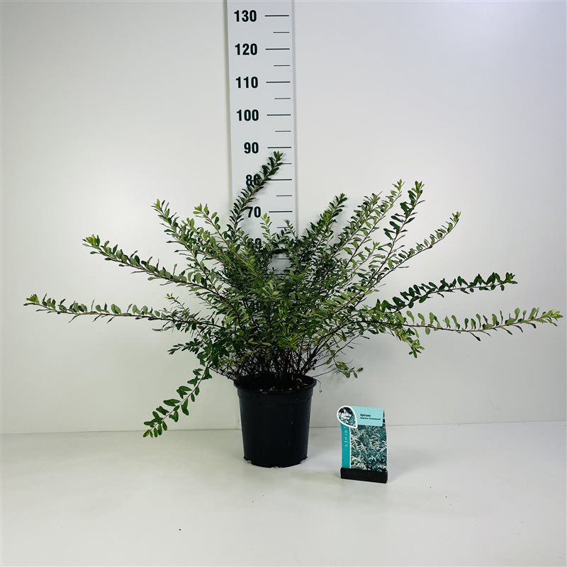 Spiraea vanhouttei 50-60 cm, C7 (7 liters kruka)