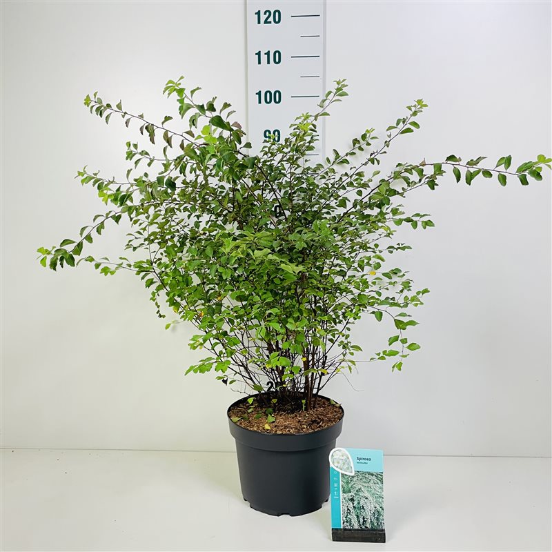 Spiraea vanhouttei C10 (10 liters kruka) 60-80 cm