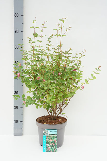 Symphoricarpos d. &