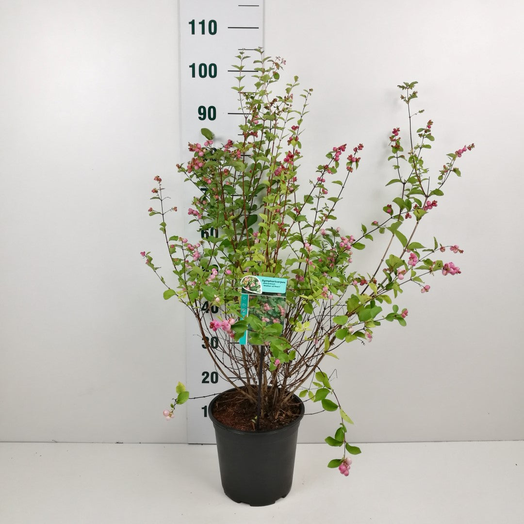 Symphoricarpos d. &
