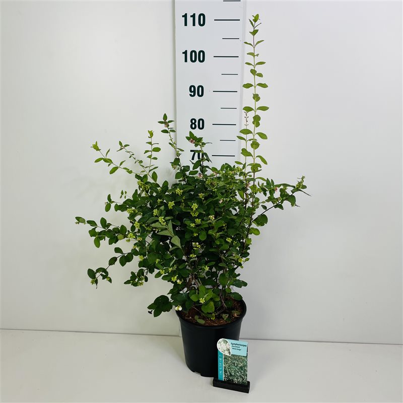 Symphoricarpos d. &