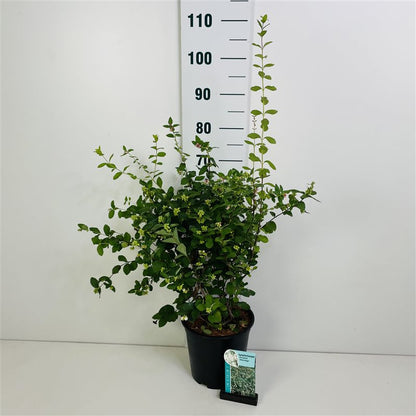 Symphoricarpos d. &