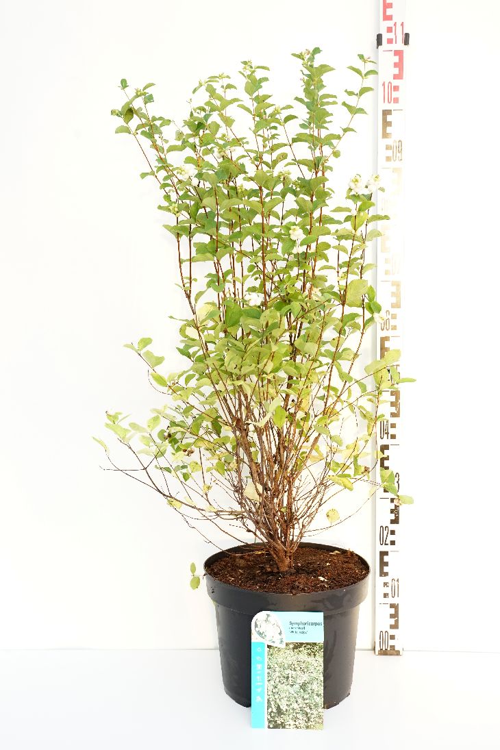Symphoricarpos d. &