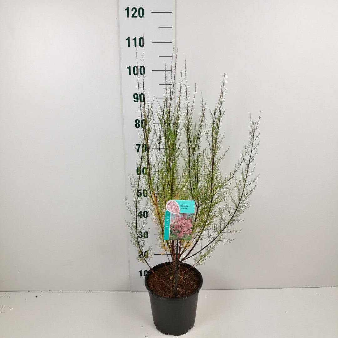 Tamarix tetrandra C2 (2 liters kruka) 60-80 cm