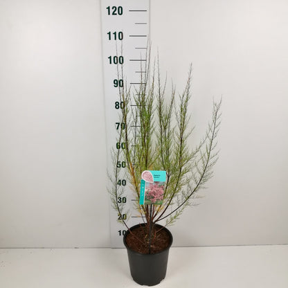 Tamarix tetrandra C7 (7 liters kruka) 60-80 cm