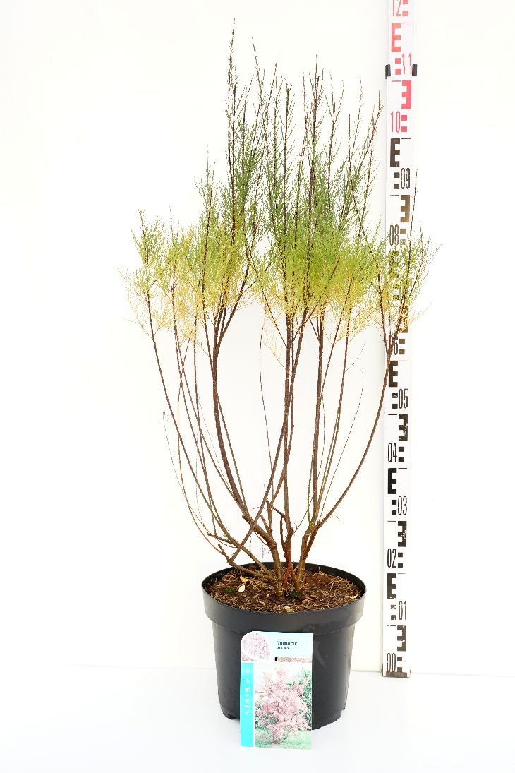 Tamarix tetrandra C10 (10 liters kruka) 60-80 cm