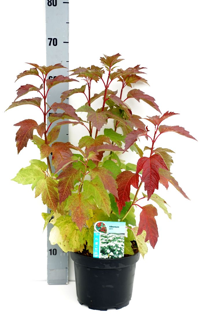 Viburnum opulus 50-60 cm C3 (3 liters kruka)