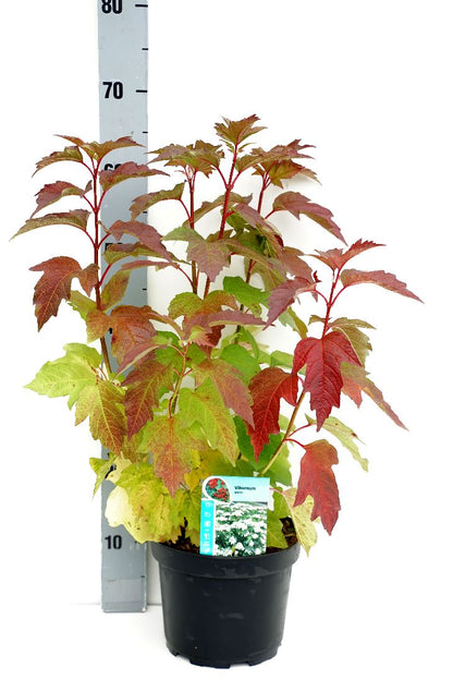 Viburnum opulus 50-60 cm C3 (3 liters kruka)