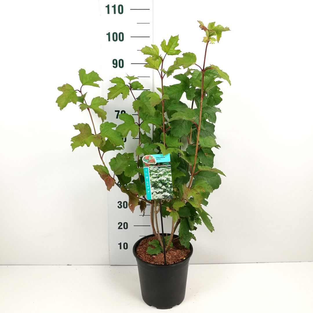 Viburnum opulus 60-80 cm C7 (7 liters kruka)