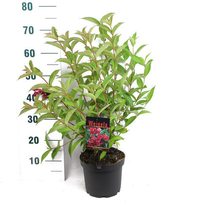 Weigela &
