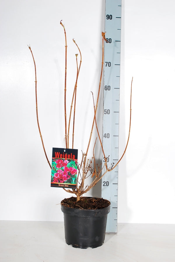 Weigela &