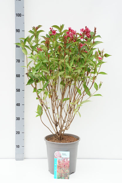 Weigela &