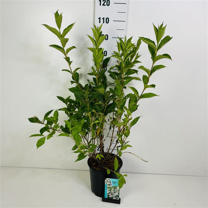 Weigela &