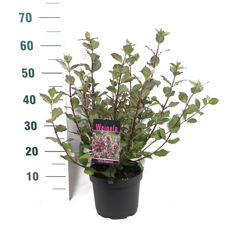 Weigela f. &