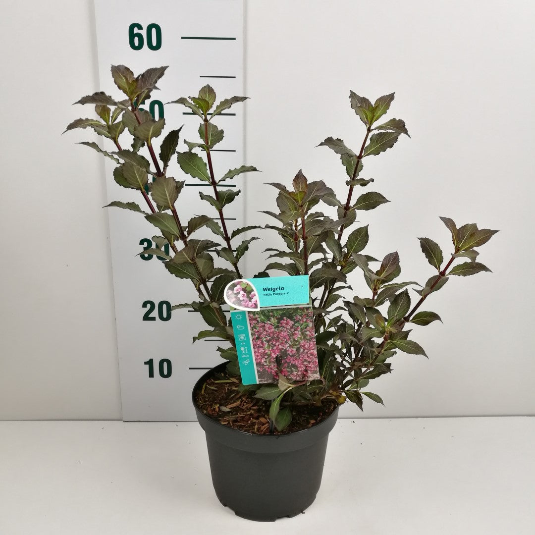 Weigela f. &