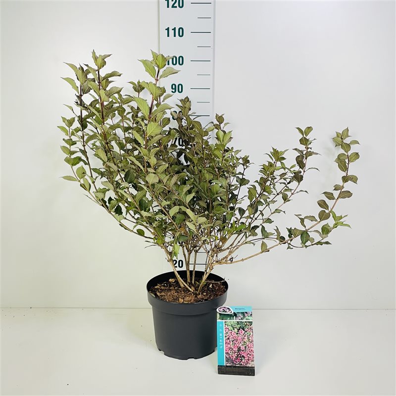 Weigela f. &