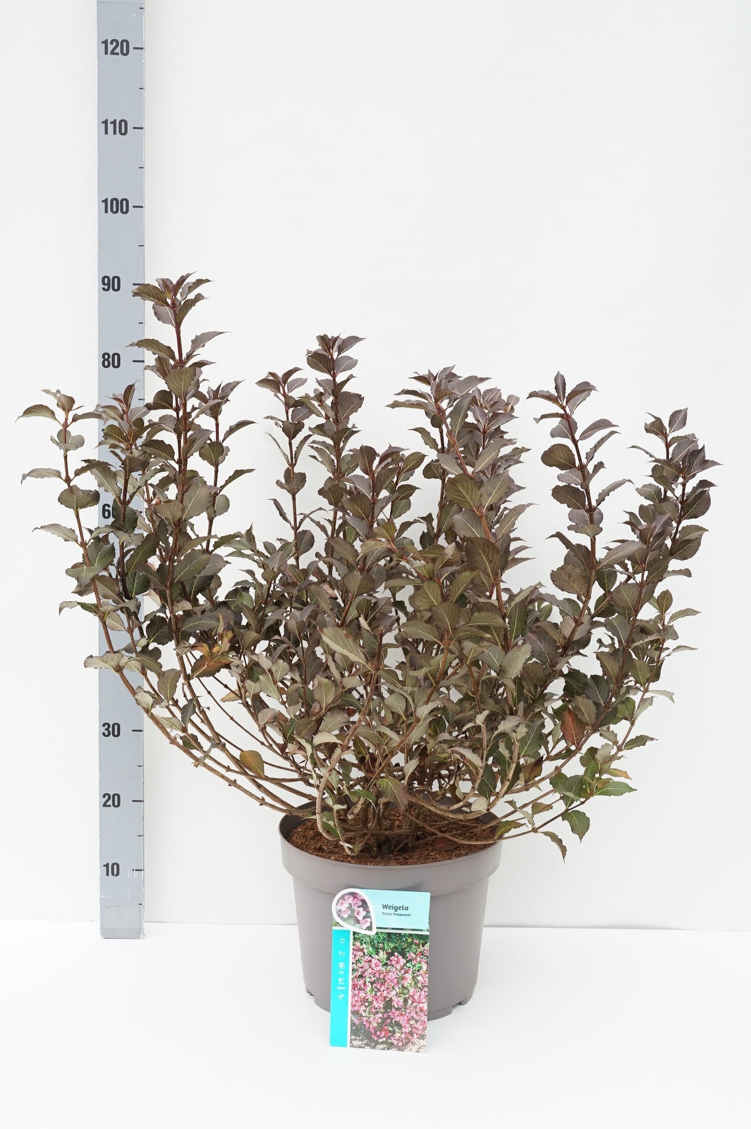 Prakttry f. &