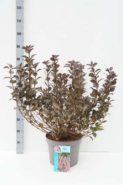 Weigela f. &