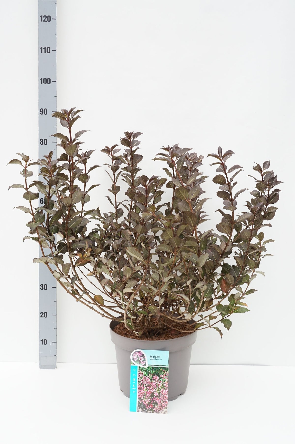 Weigela f. &