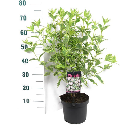Weigela &