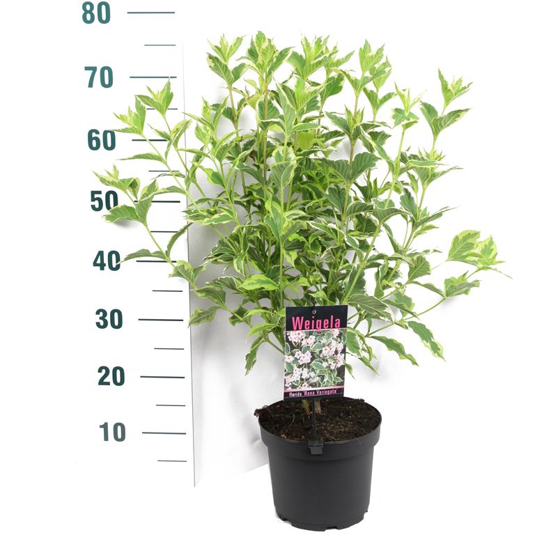 Weigela &