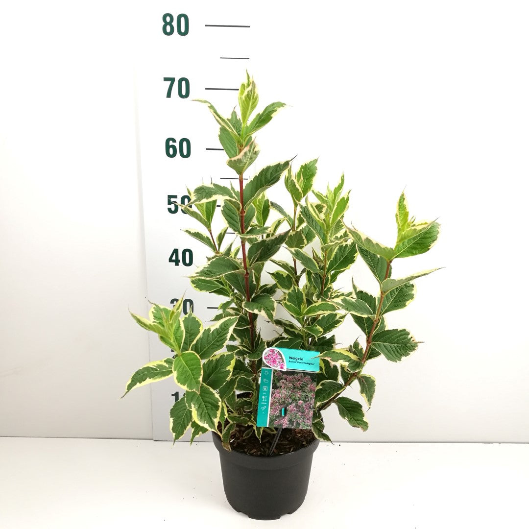 Weigela &