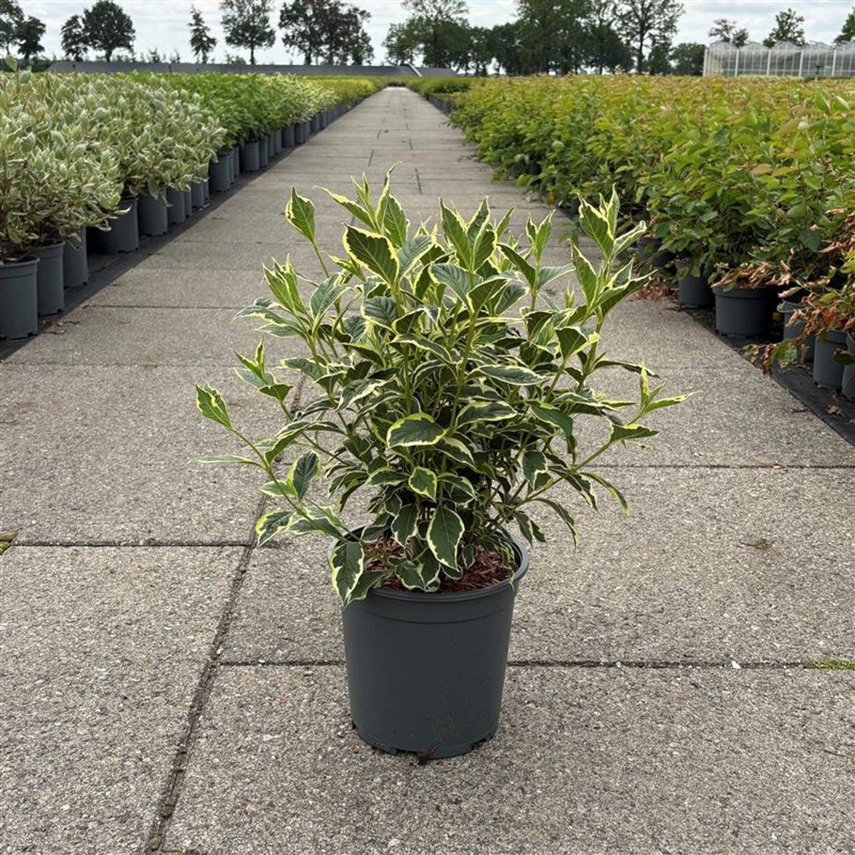 Weigela &