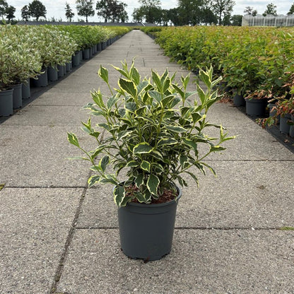 Weigela &
