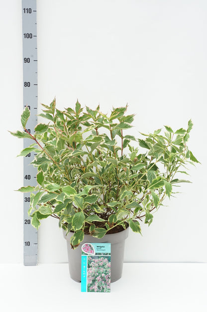 Weigela &