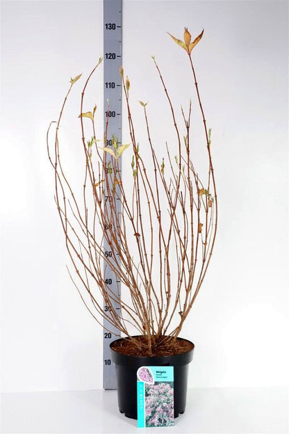 Weigela &