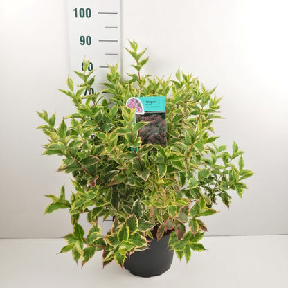 Weigela &