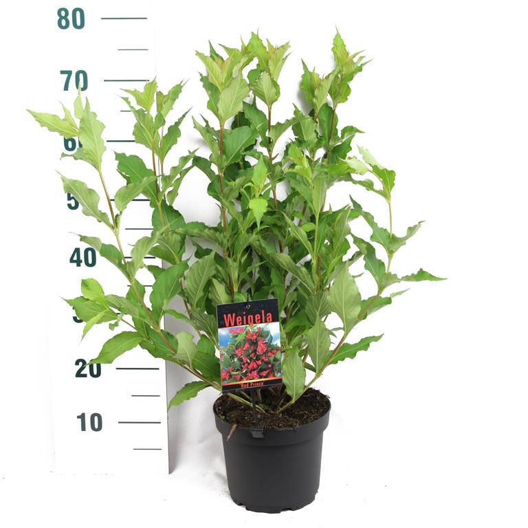 Weigela &