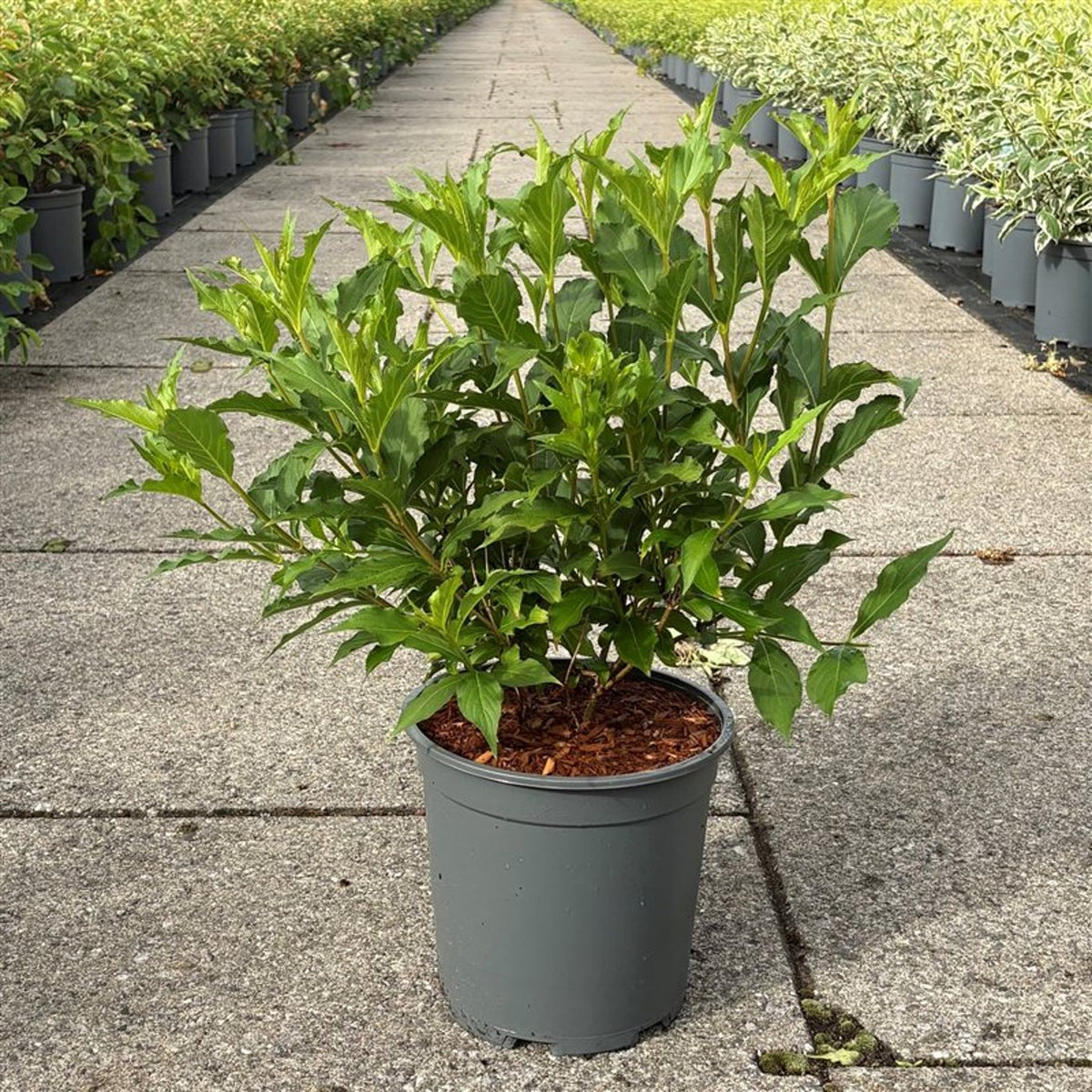 Weigela &