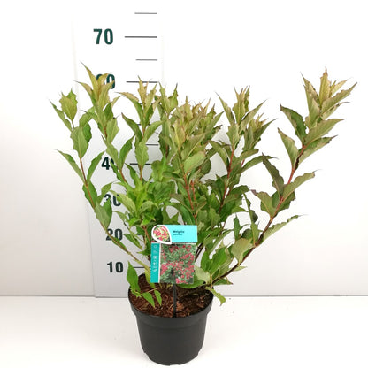 Weigela &