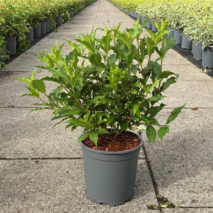 Weigela &