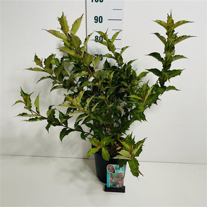 Weigela &