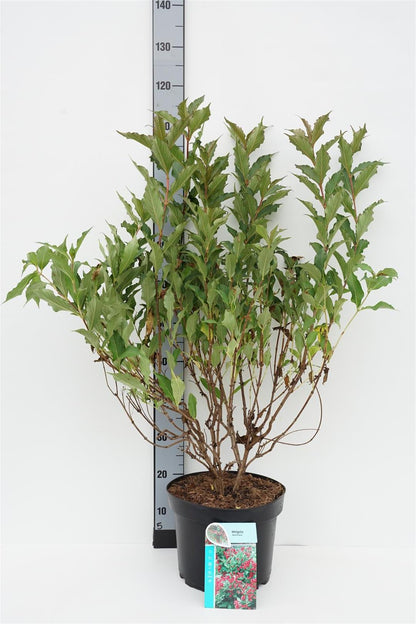 Weigela &