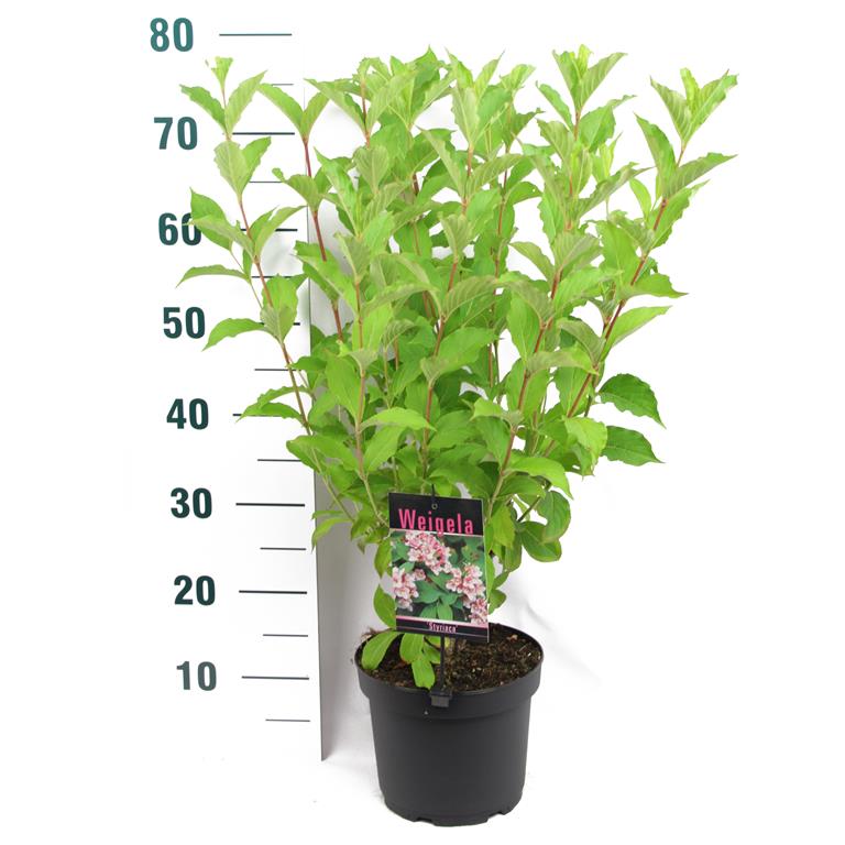 Weigela &