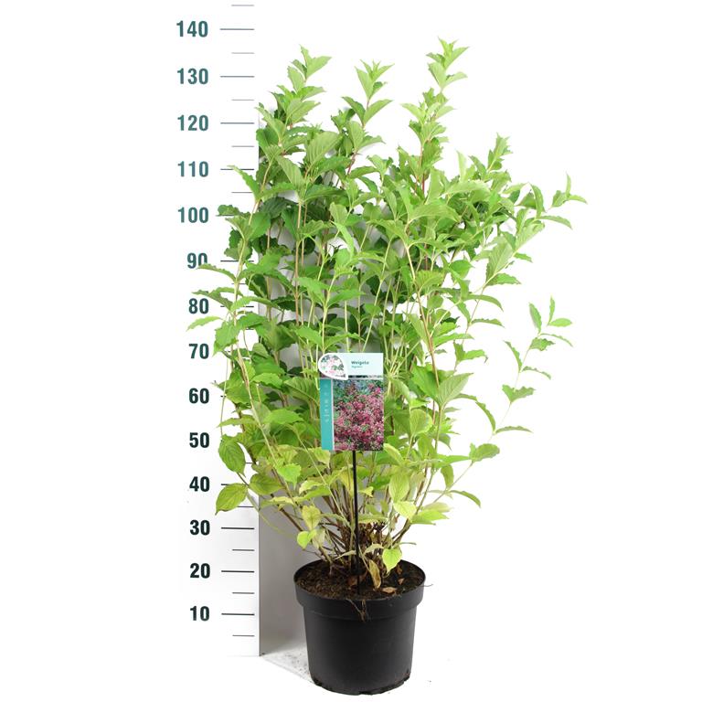 Weigela &