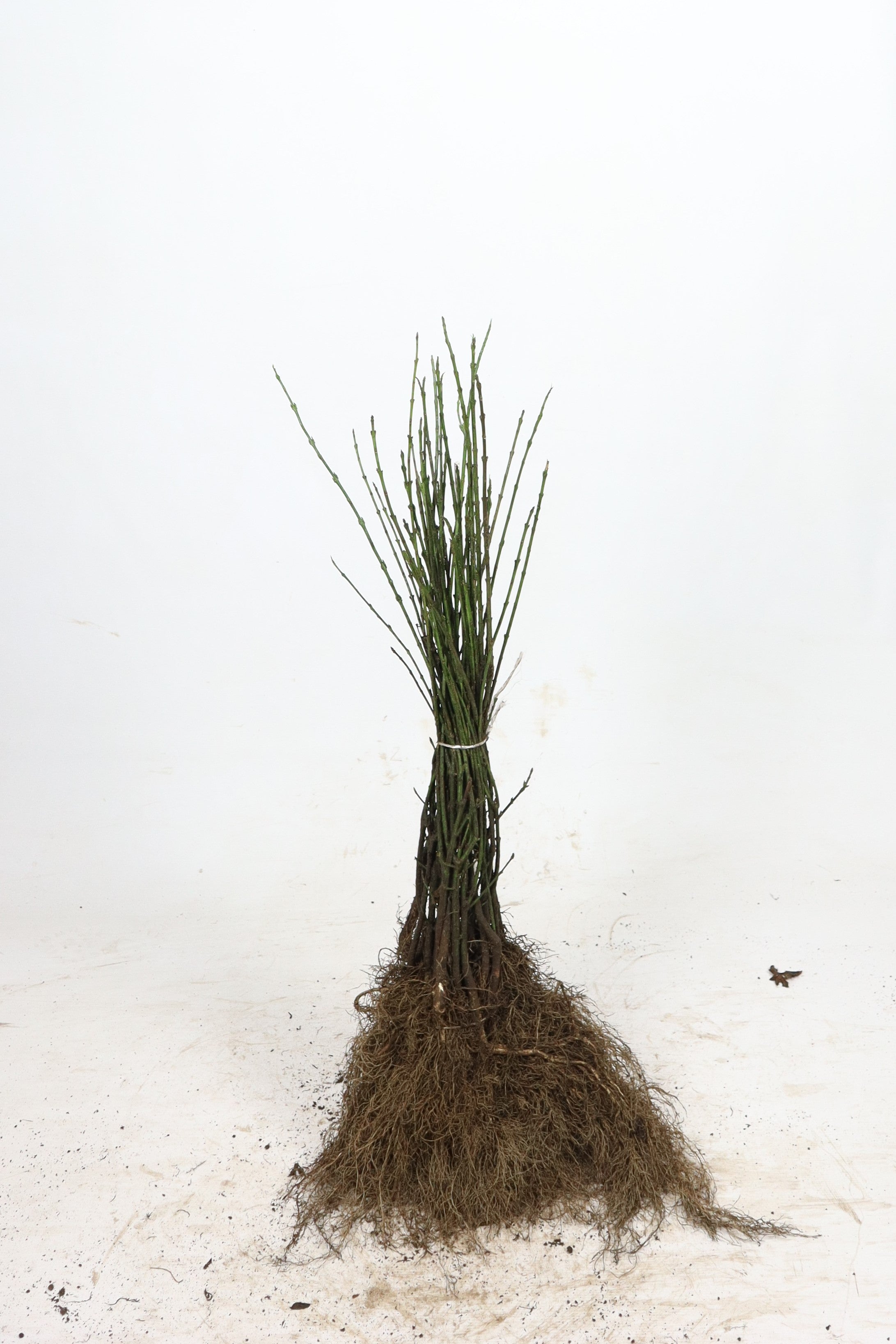 Liguster ; 40-60 cm barrot 0+1