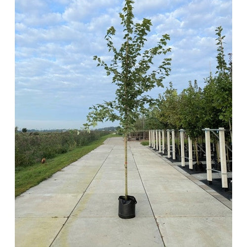 Freemanlönn - Acer freemanii AUTUMN BLAZE  - Stammens omkrets 16-18 cm, höjd 3,5-4 meter,  HS, CONT