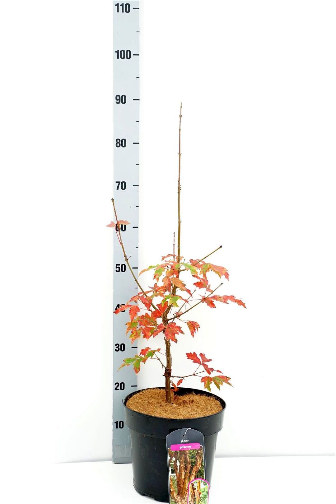 Acer griseum C7 (7 liters kruka) 40-50 cm