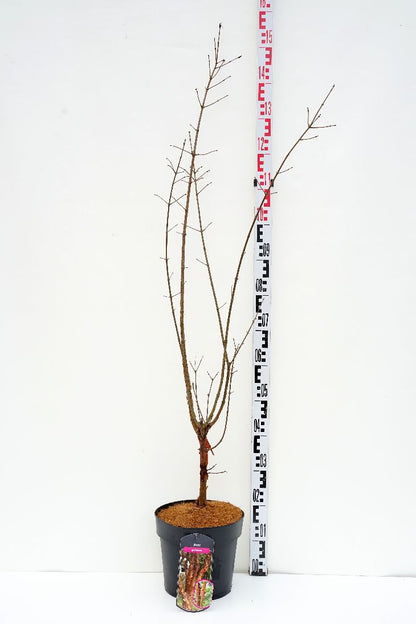 Acer griseum C7 (7 liters kruka) 80-100 cm
