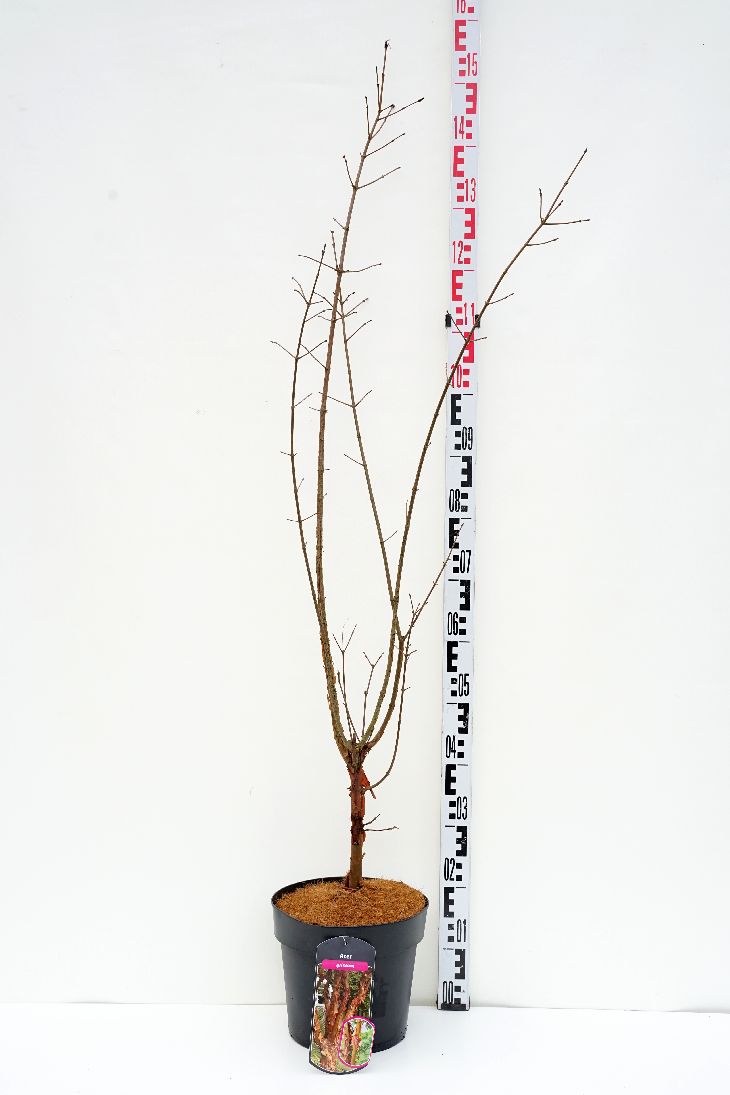 Acer griseum C7 (7 liters kruka) 80-100 cm
