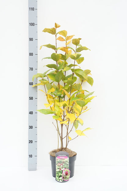Calycanthus floridus C3 (3 liters kruka) 40-60 cm