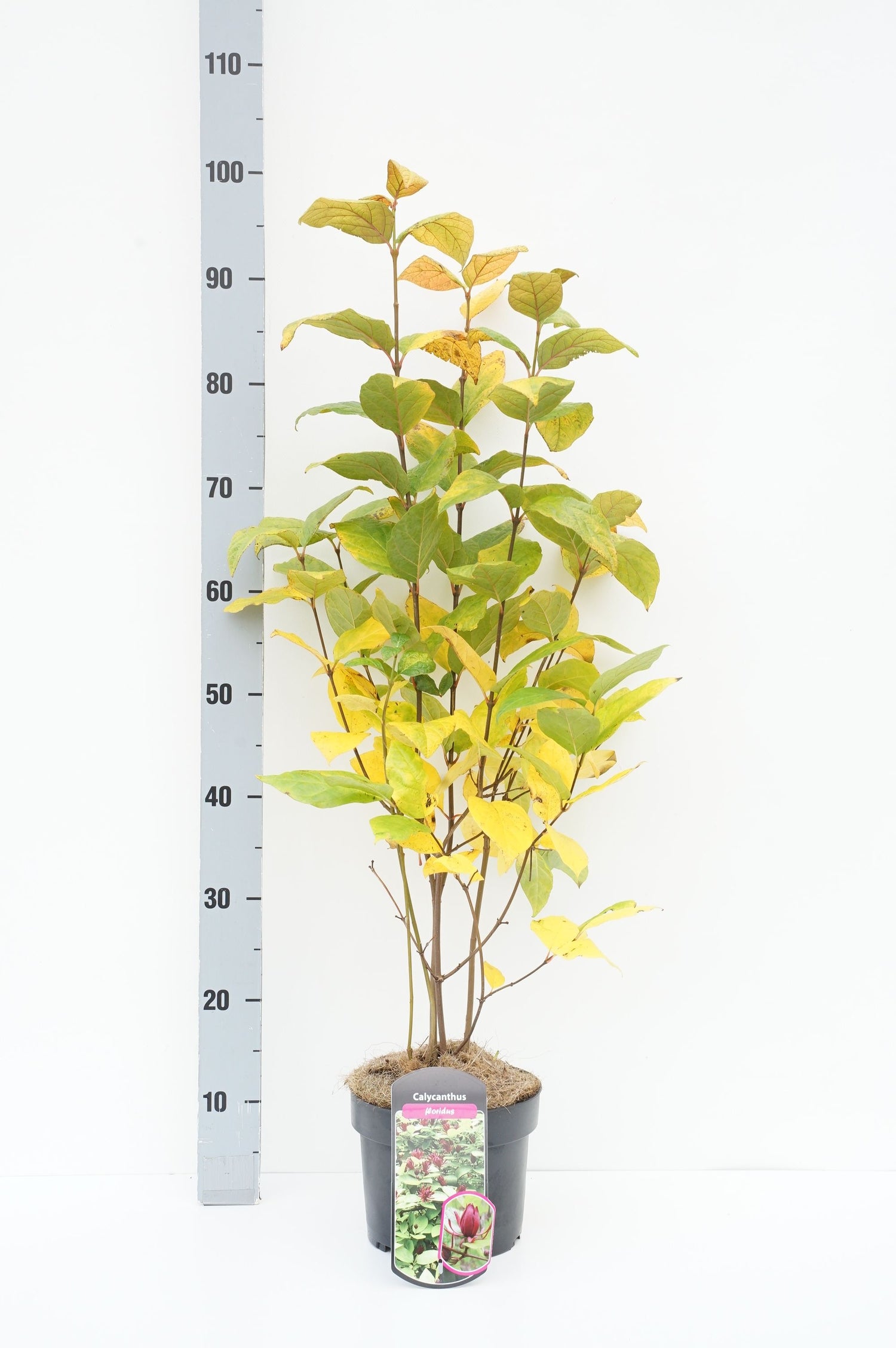 Kryddbuske floridus - C3/P19 40-60 CM