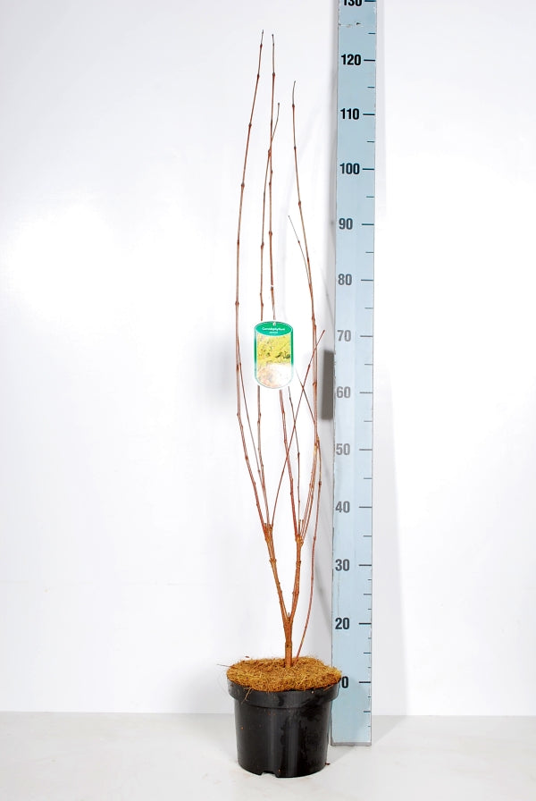 Cercidiphyllum japonicum C3 (3 liters kruka) / 19 cm kruka 60-80 cm
