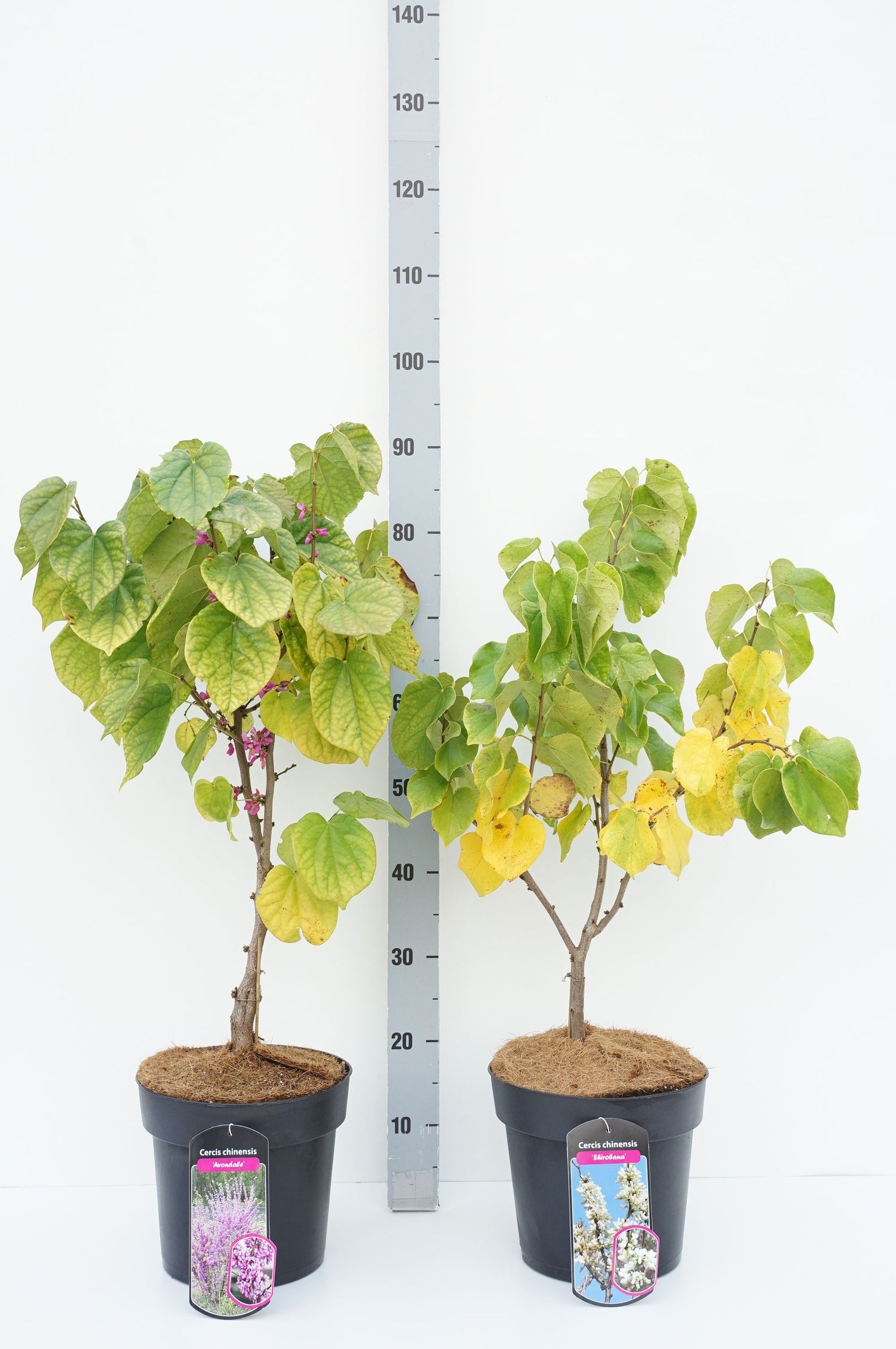 Judasträd in cultivars - C7/P24 50-60 CM