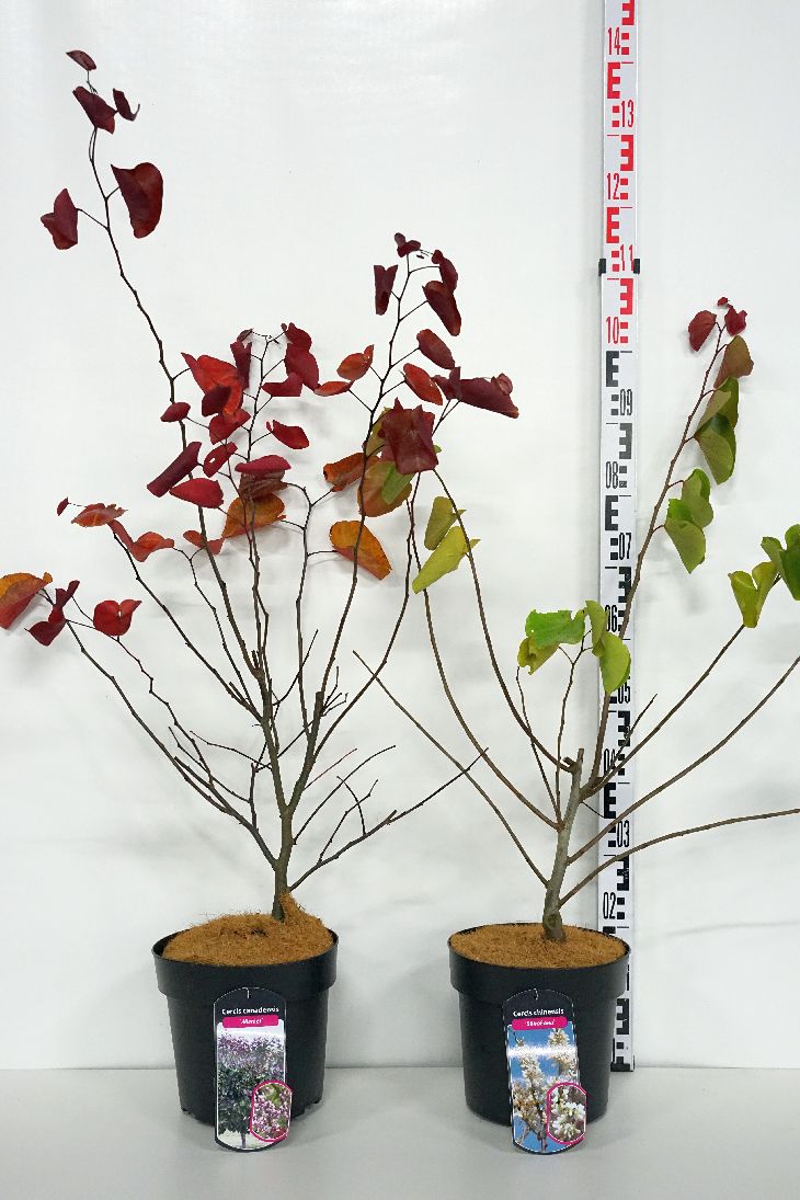 Judasträd in cultivars - C7/P24 60-80 CM