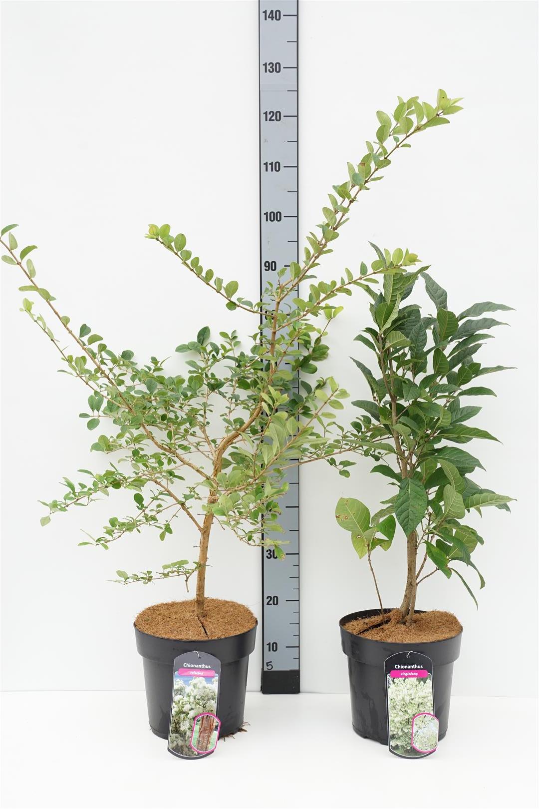 Snöflocksbuske in cultivars - C7/P24 60-80 CM